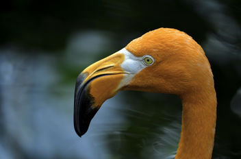 Flamingo - Free image #371247